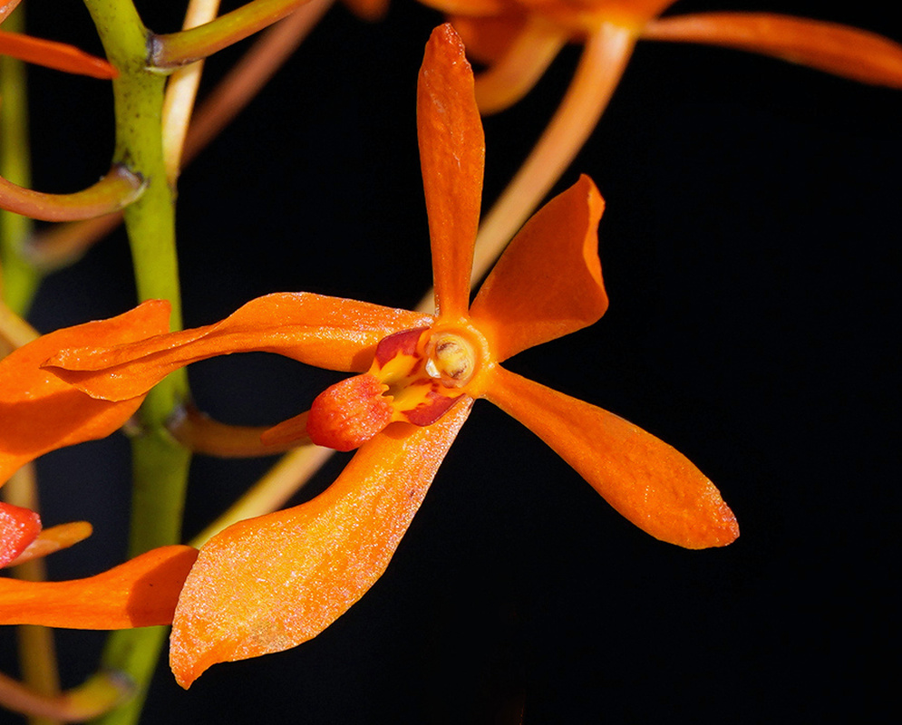 Renantanda Sunrise Prasong vivid orange star shaped orchid flower against a black background