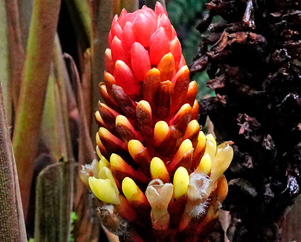 Renealmia alpinia upright red bracted inflorescence with yellow tubular flowers near a tree trunk