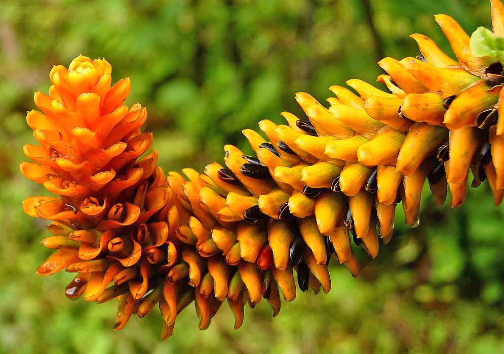 A curving Renealmia cernua inflorescence with yellowish-orange bracts and orange flowers