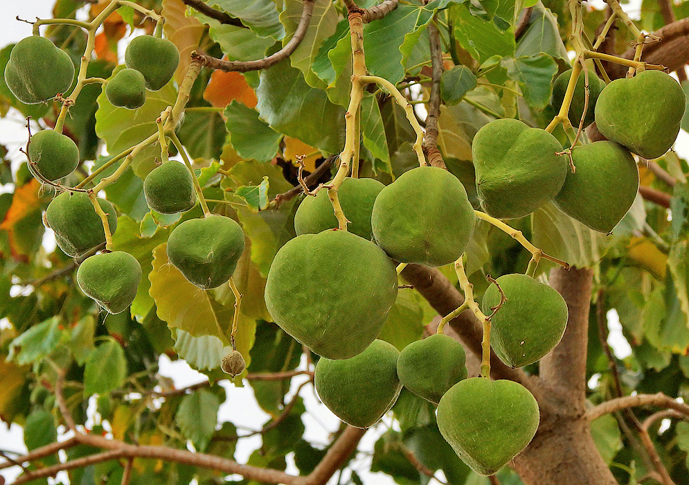 Clusters of green Reutealis trisperma fruit hanging from a tree