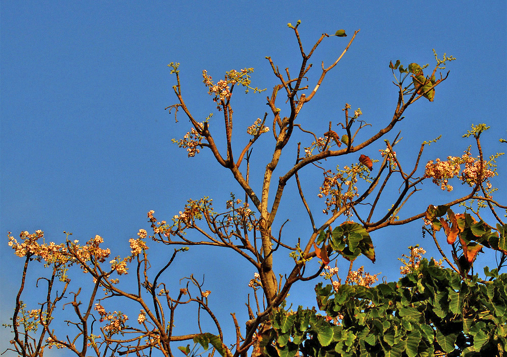The top of a Reutealis trisperma tree with peach-color flowers