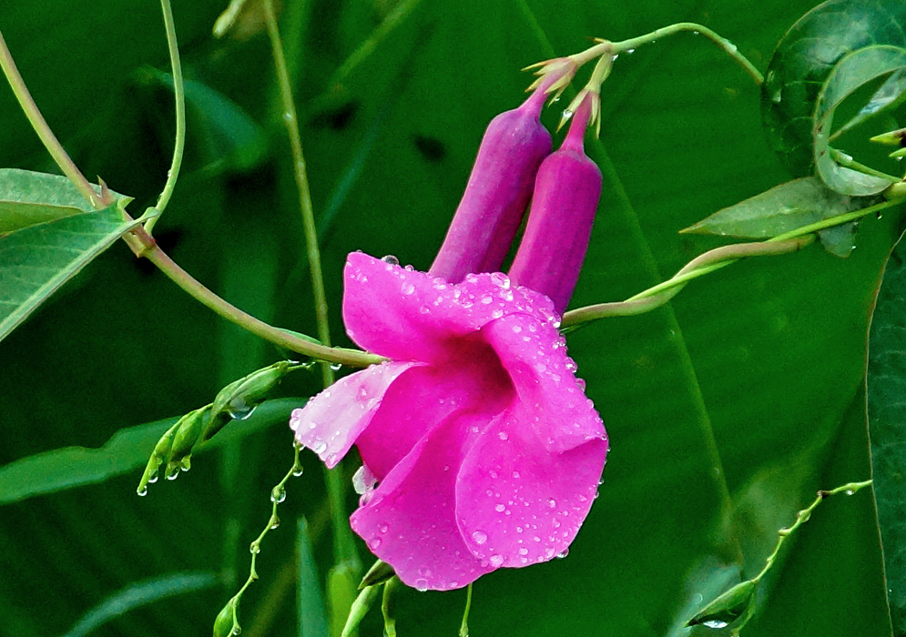 A drooping dark pink Rhabdadenia madida flower covered in raindrops