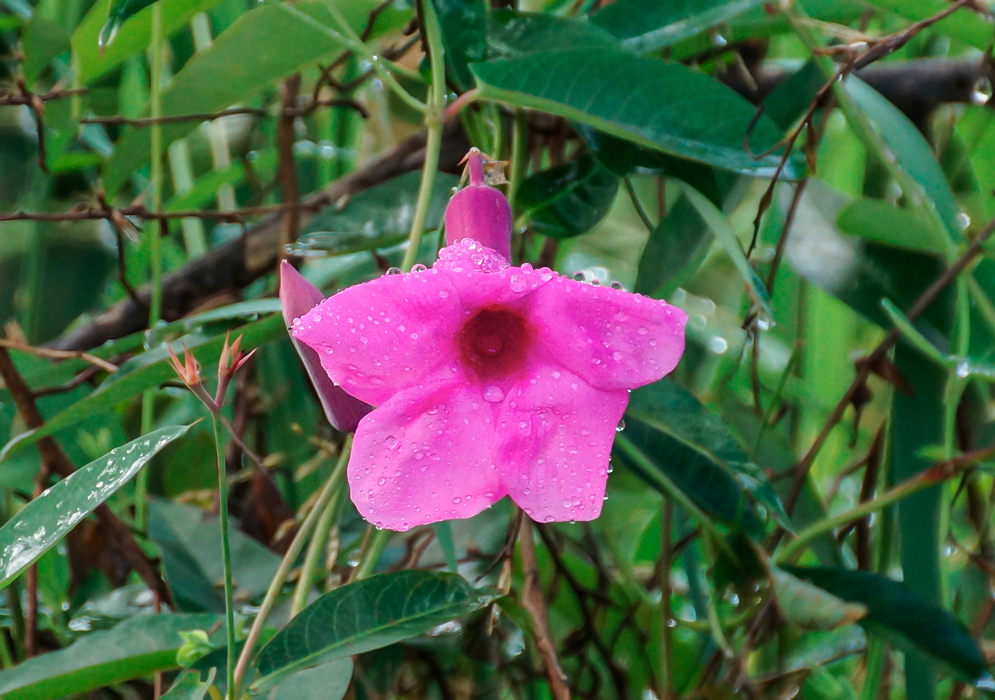 A pink Rhabdadenia madida flower with a dark pink throat covered in raindrops