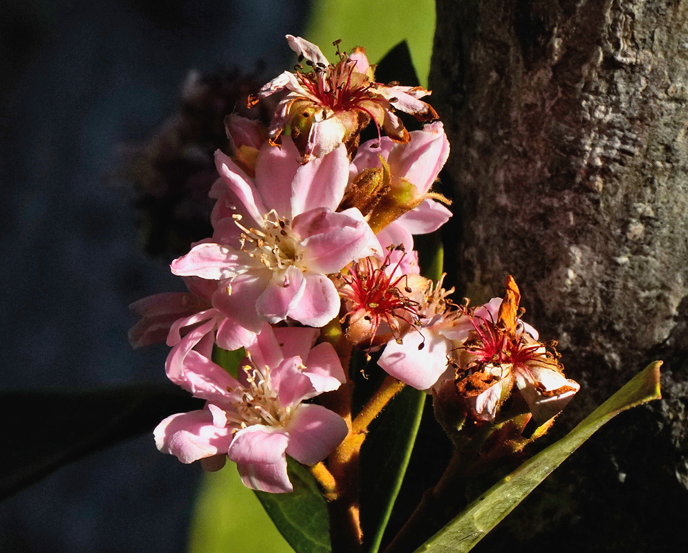 Rhaphiolepis indica cluster of pale pink five petaled flowers with many stamens beside leathery leaves