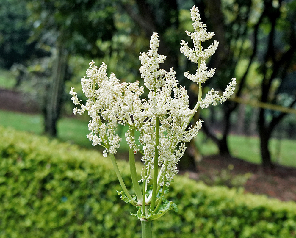 Rheum rhabarbarum inflorescence with white flowerfs