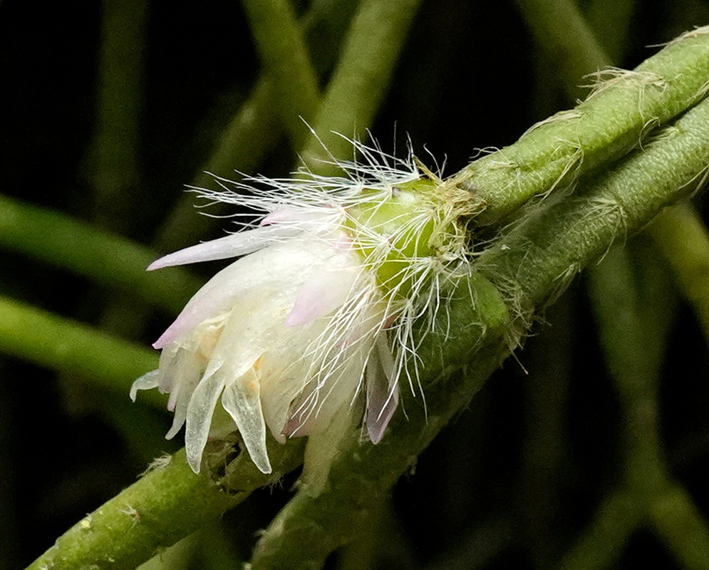 Rhipsalis pilocarpa white flower with fine pale hairs opening from a fuzzy cylindrical green stem
