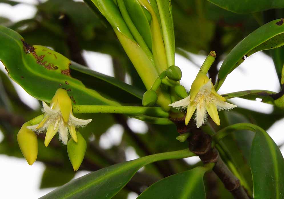 Upclose Rhizophora mangle flowers