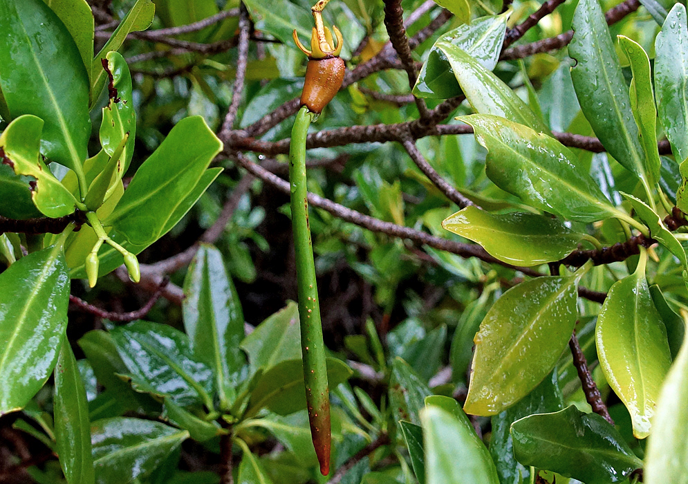 A green Rhizophora mangle propagule with a brown tip