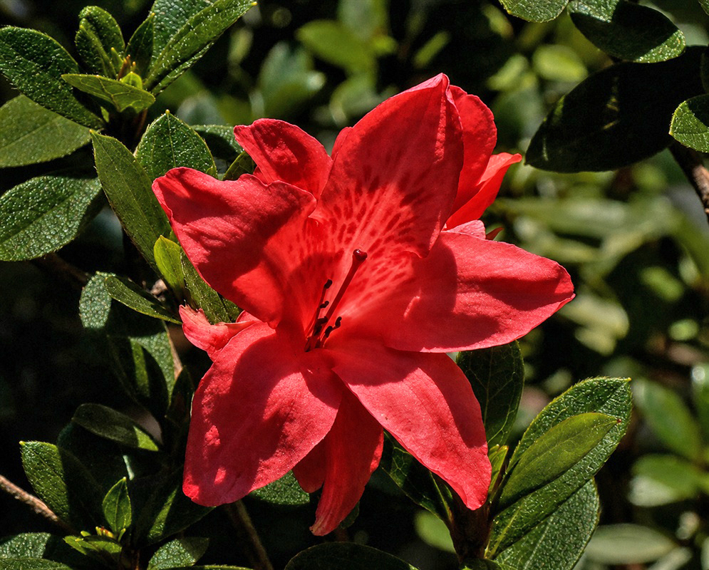 Rhododendron Fashion coral-red azalea flowers with darker markings above evergreen leaves