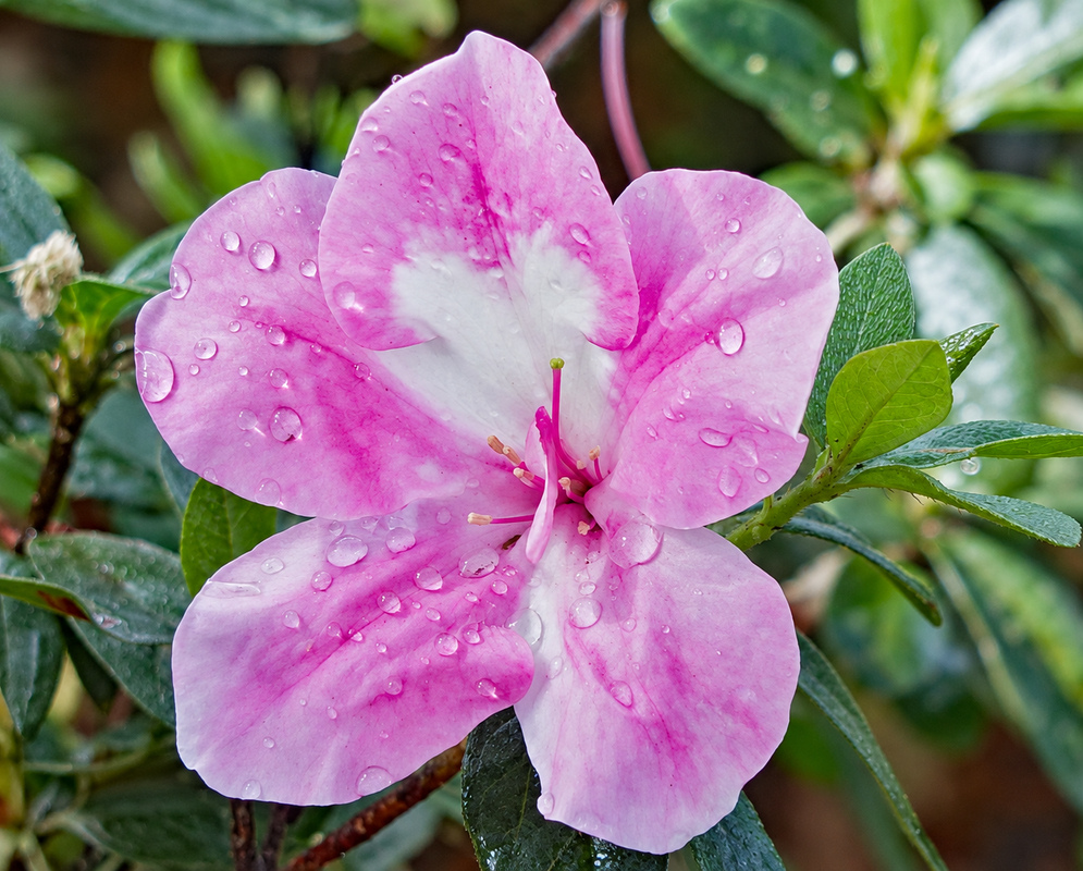 Two white Rhododendron indicum flowers with pink marking and one bright pink flower covered in raindrops