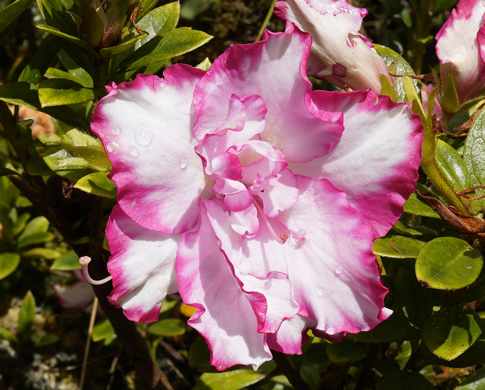 A Rhododendron indicum pink and white flower dripping with raindrops