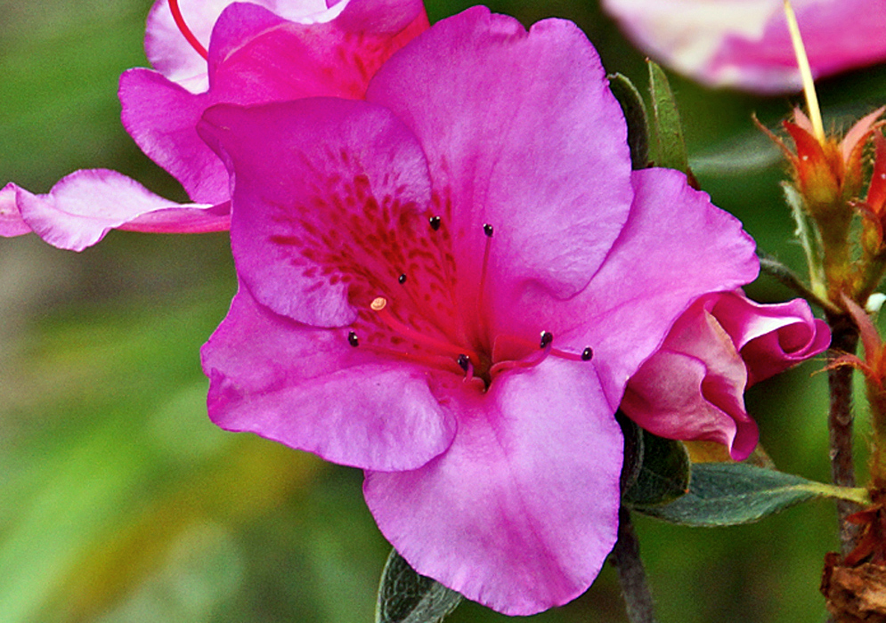 A purple-pink-magenta Rhododendron indicum flower with magenta filaments and dark anthers