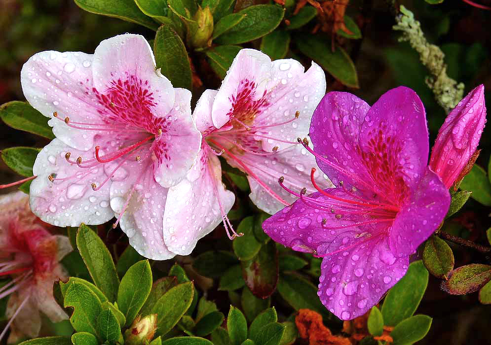 Two white Rhododendron indicum flowers with pink marking and one bright pink flower covered in raindrops