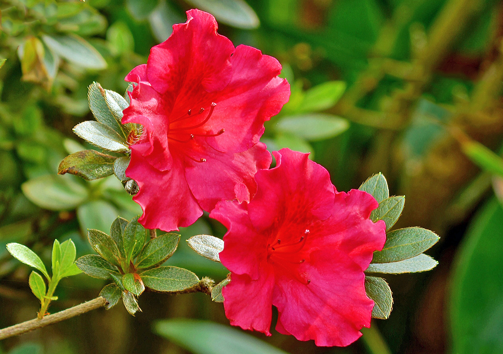 Two red Rhododendron indicum flowers