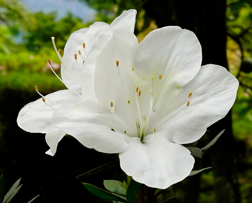 White Rhododendron indicum flower in dabble sunlight