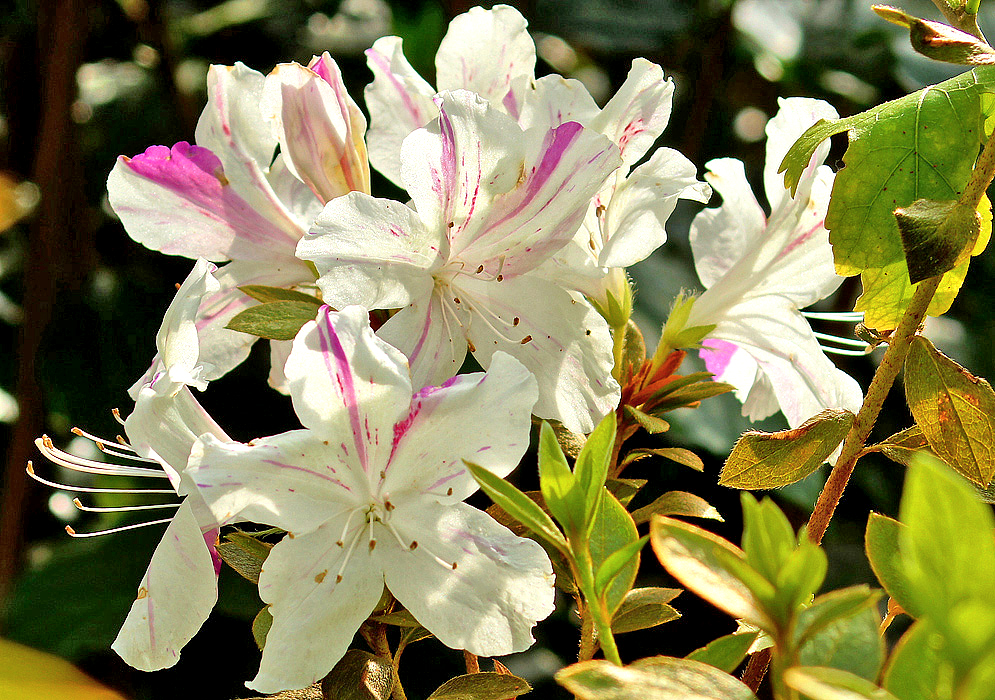 White Rhododendron indicum flowers with pink markings