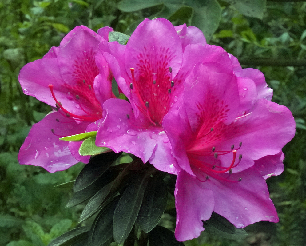 Three wet pink Rhododendron indicum flowers