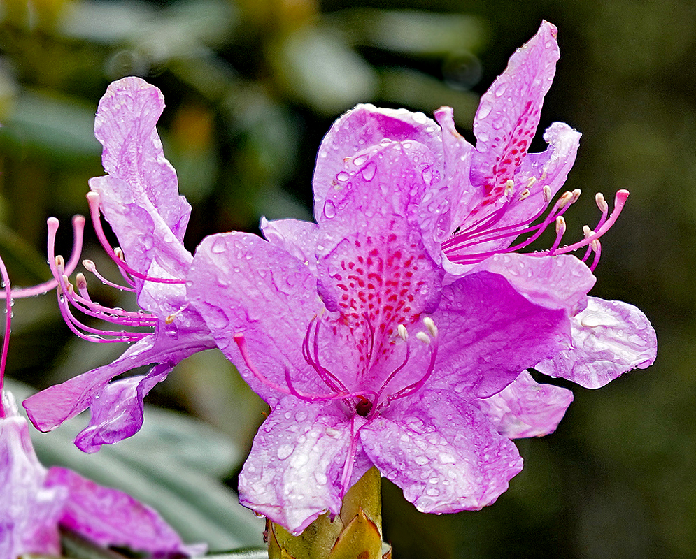 Pink Rhododendron ponticum flower covered in raindrops