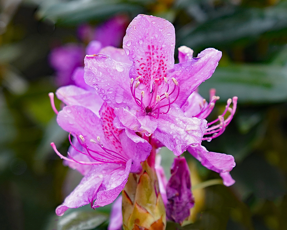 Pink Rhododendron ponticum flowers covered in raindrops with dark pink markings