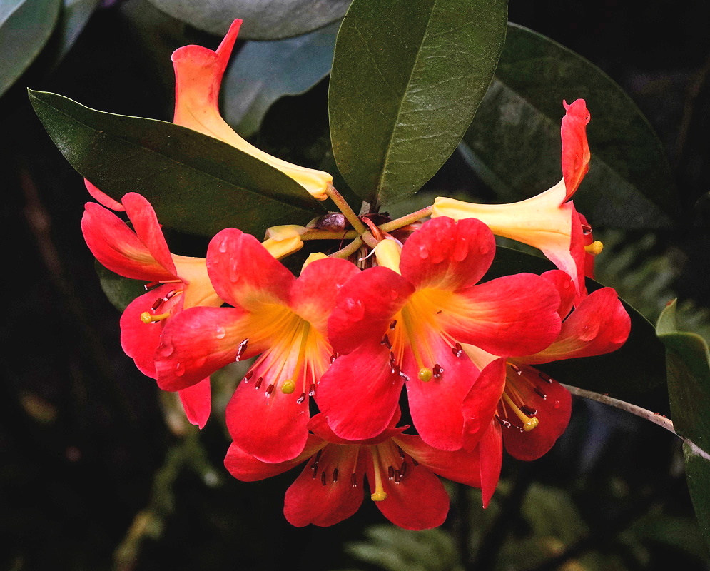 Rhododendron Vireya Wild Child cluster of red orange trumpet flowers with yellow throats among dark leaves