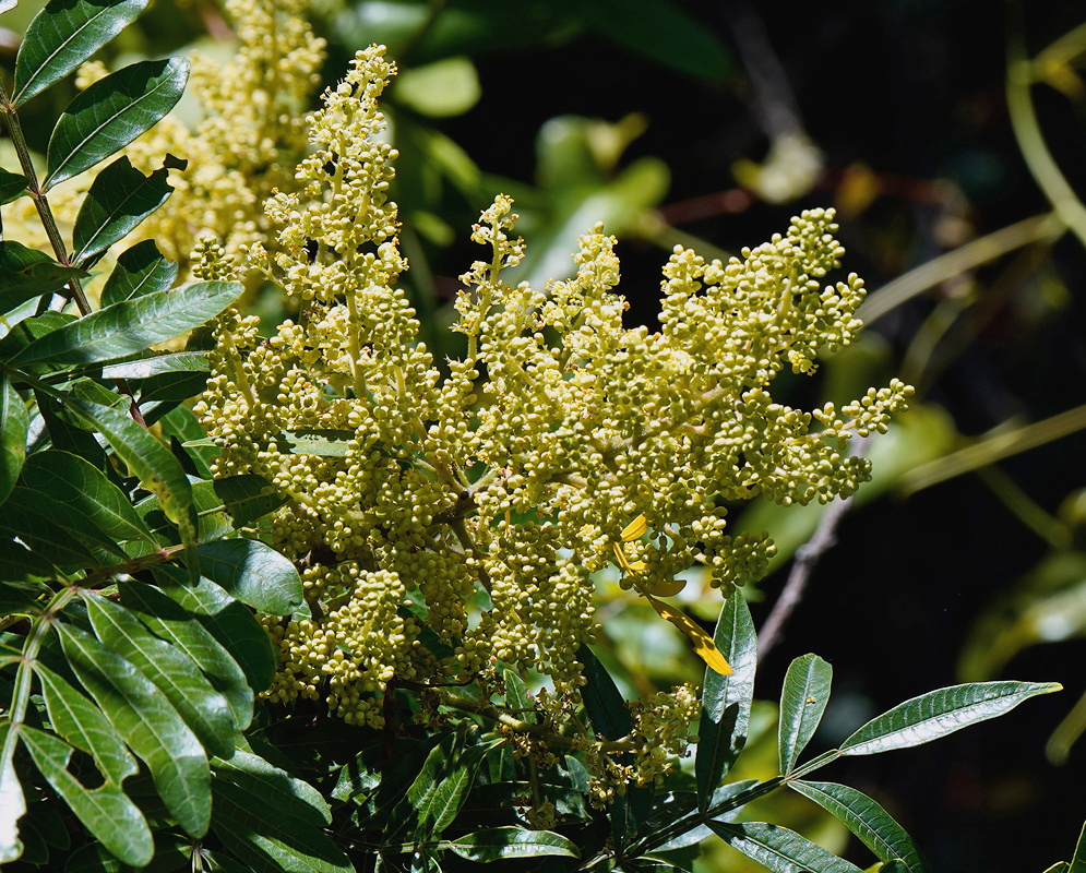 Rhus copallinum branching cluster of many tiny cream flowers above glossy compound leaves