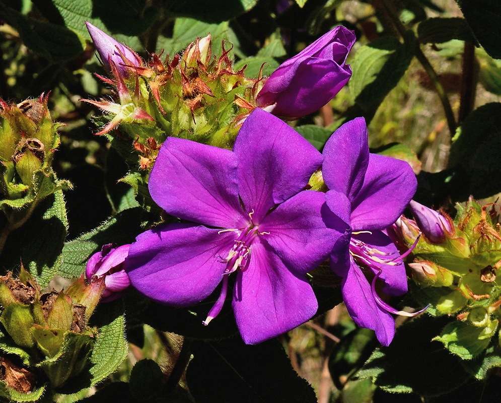 Rhynchanthera grandiflora large vivid purple flower with curved stamens above hairy veined leaves