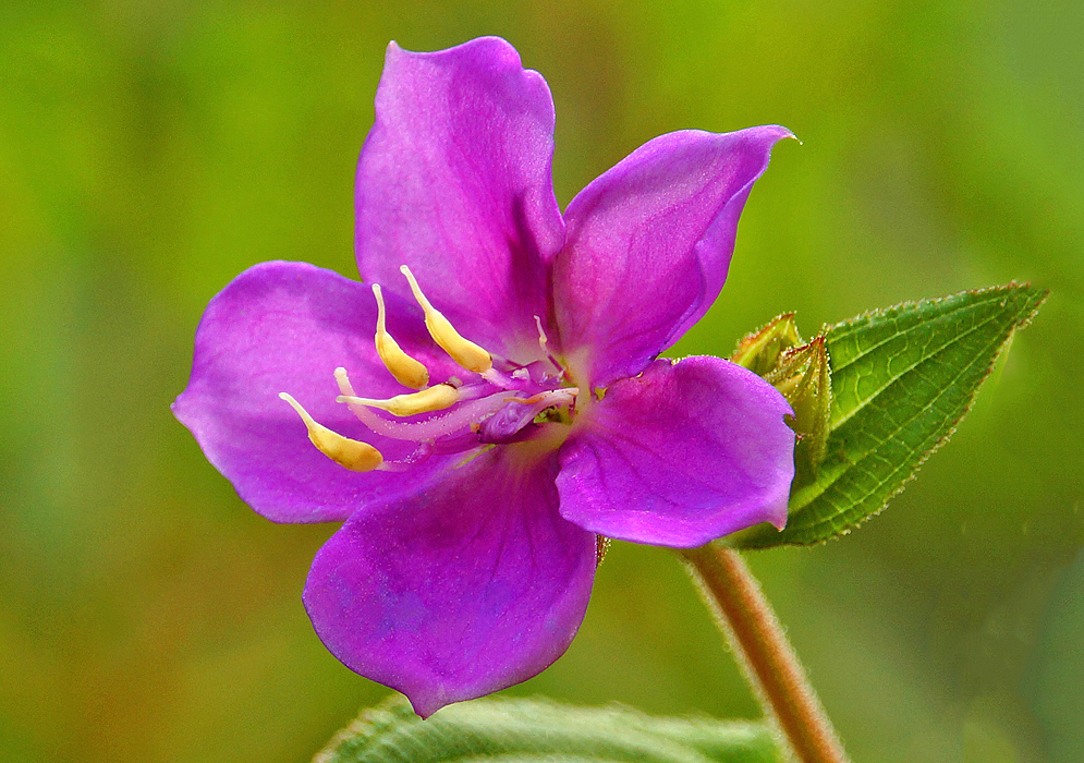 Purple magenta Rhynchanthera mexicana flower with long yellow anthers