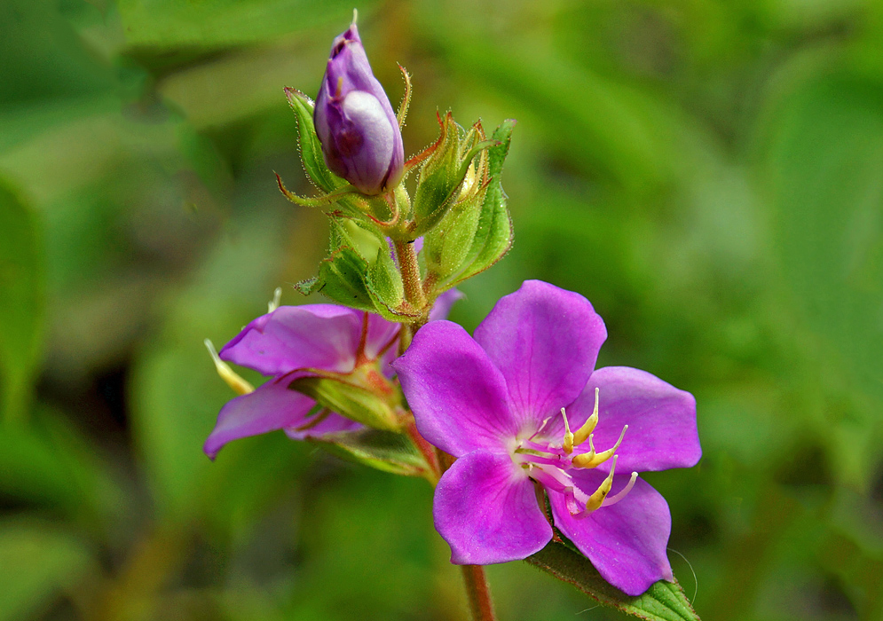 Purple-magenta Rhynchanthera mexicana flower with long yellow anthers