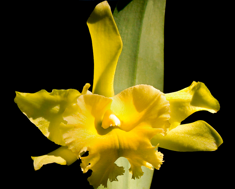 Rhyncholaeliocattleya Prada Green Deluxe orchid with a vibrant yellow flower with elegantly ruffled petals and a broad, wavy lip, set against a dark background.