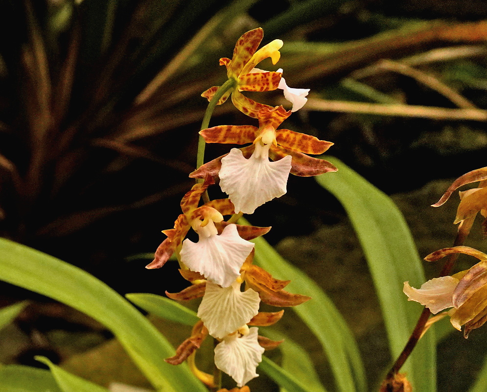 Rhynchostele bictoniensis orchid flowers with brown patterned sepals and broad ruffled white lips