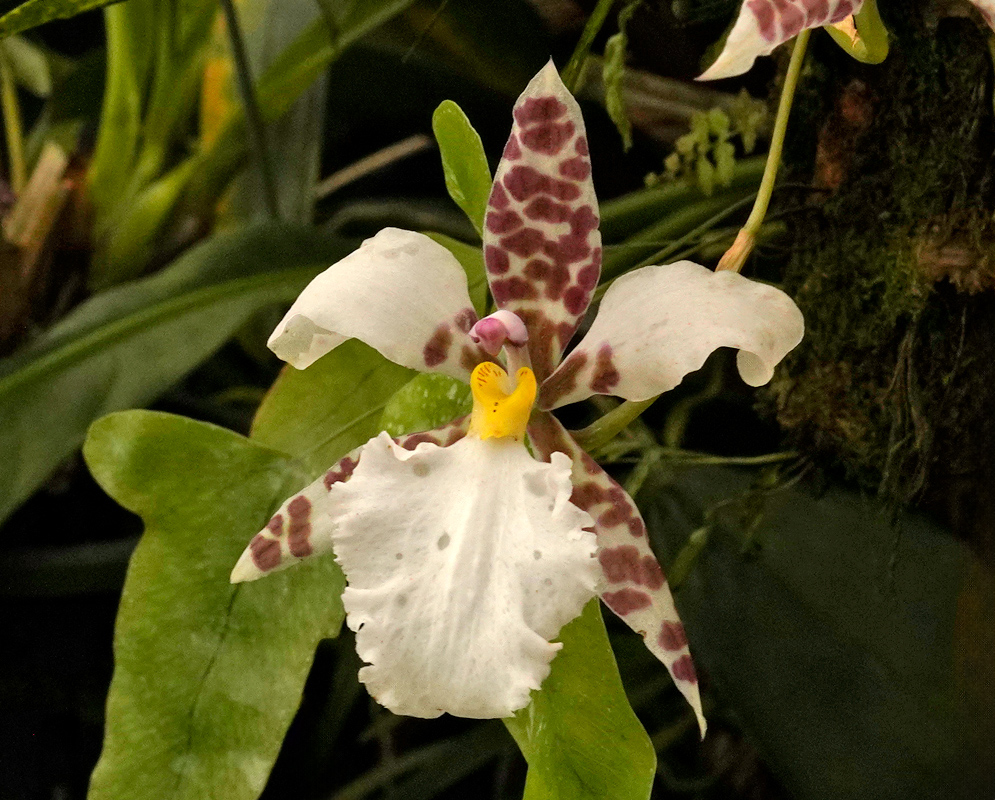 Rhynchostele ehrenbergii pale orchid flower with purple brown patterned sepals and a broad white lip