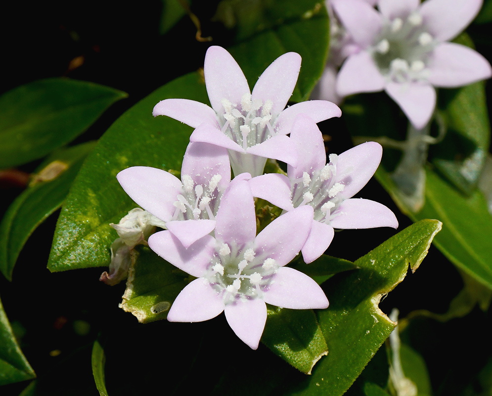 Richardia grandiflora cluster of pale lavender six lobed flowers among broad green leaves