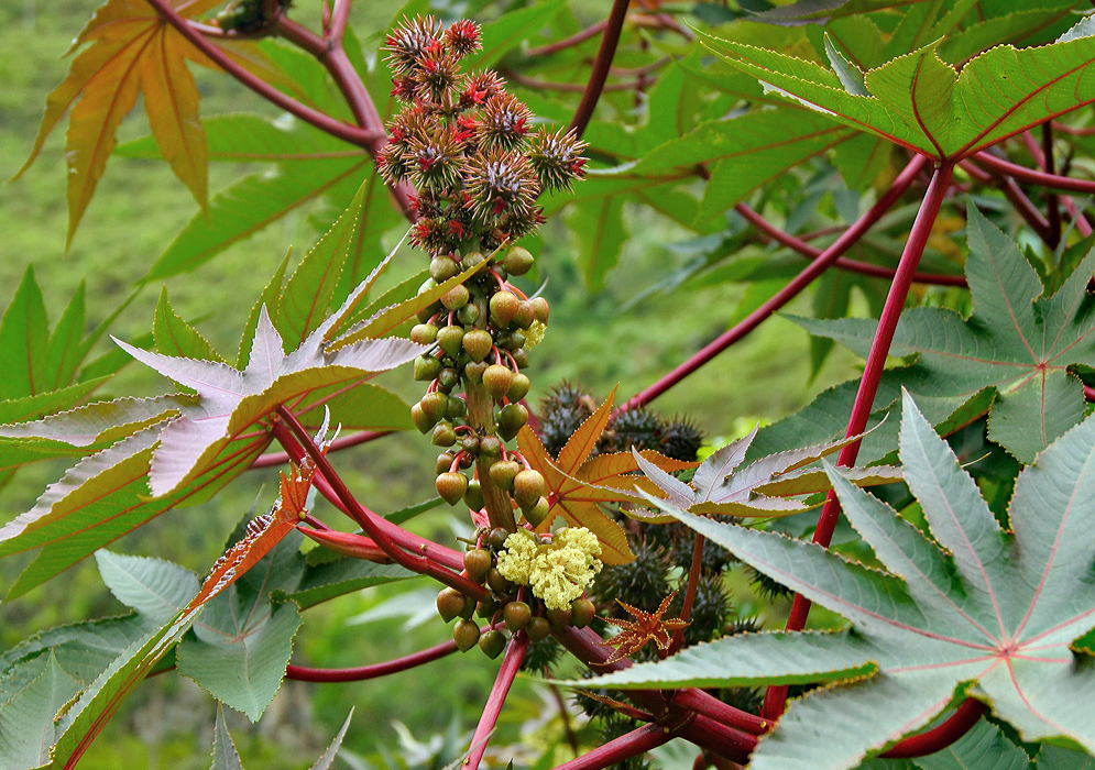 A Ricinus communis inflorescences with yellowish flowers, reddish-green fruits, and reddish capsules