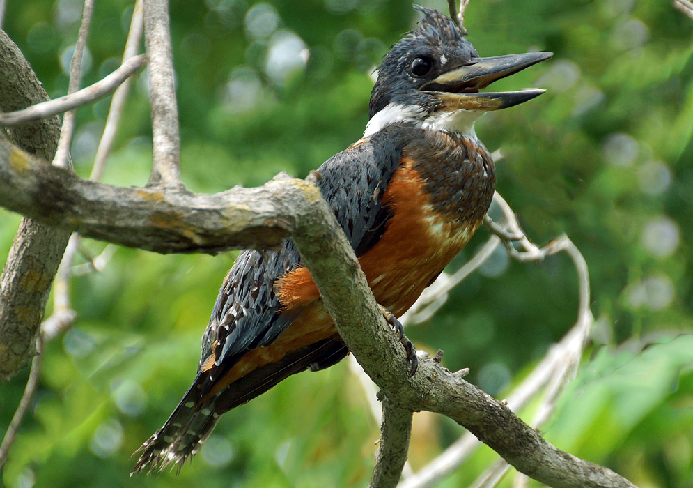 Rust-red feathers on a Kingfisher