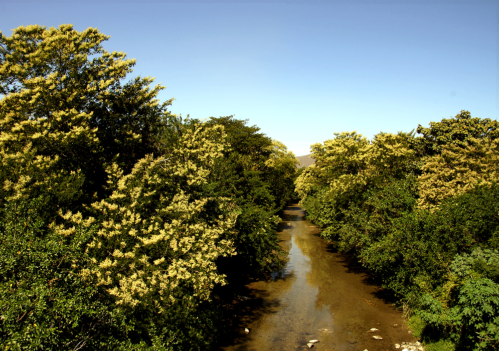 Acacia mearnsii trees flowering alongside a small river