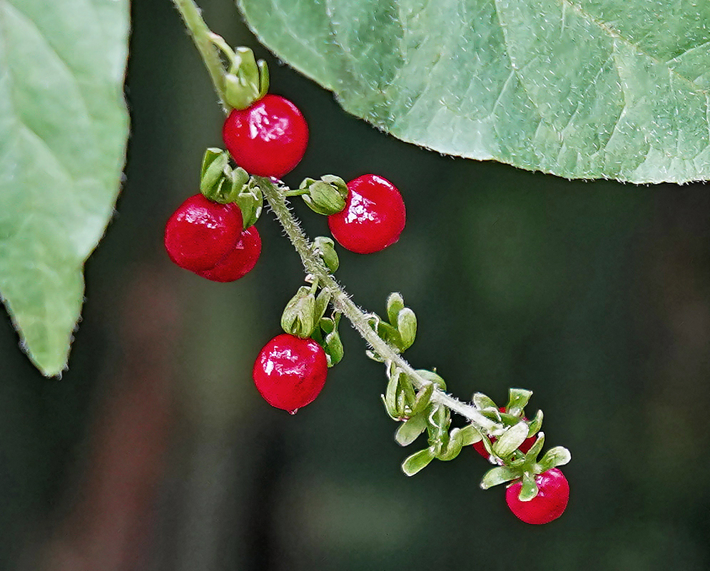 Rivina humilis red fruit