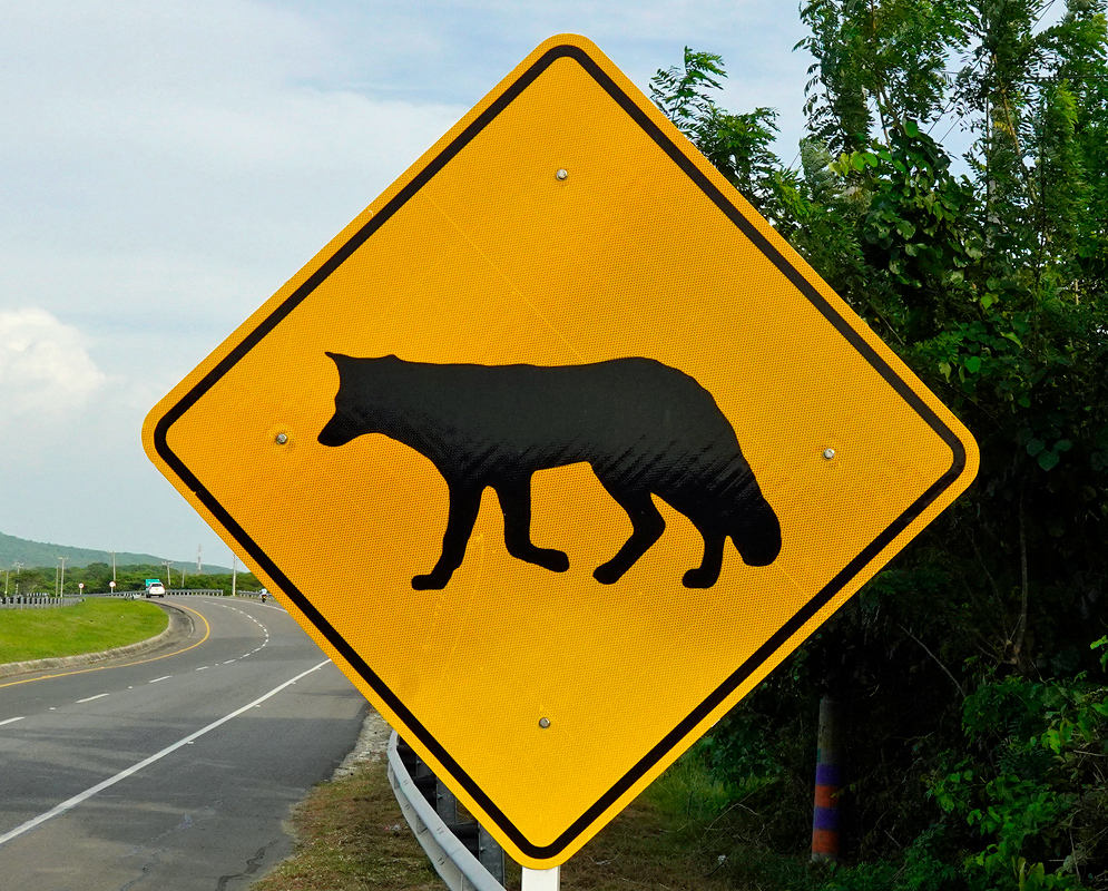 Crab-Eating Fox Road Sign Caution sign with the silhouette of a crab-eating fox on a yellow diamond, positioned beside a curving roadside near forested terrain
