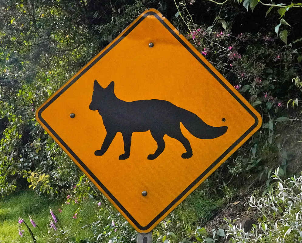 Fox Crossing Road Sign Bright yellow traffic sign showing the profile of a fox in alert posture, located at the edge of a forested road