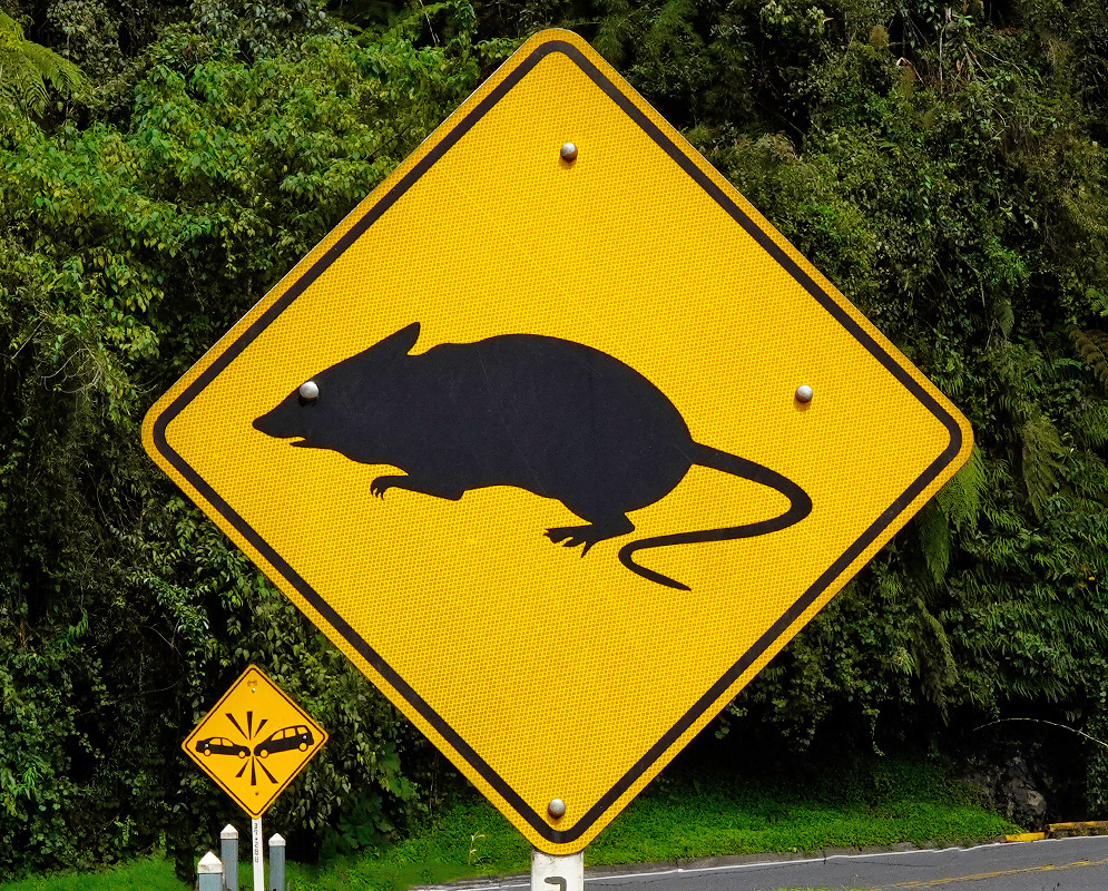 Rodent Crossing Sign Yellow road sign with the black silhouette of a large rat, warning of rodent crossing near a lush green roadside