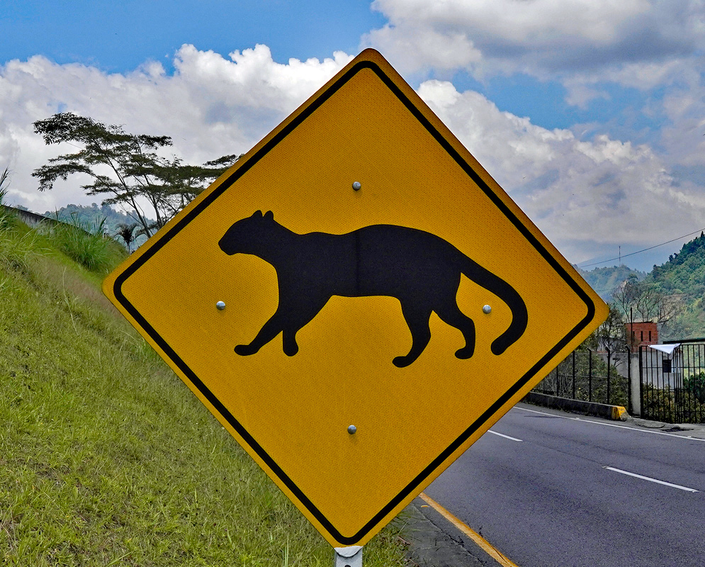 Tigrillo Wildlife Crossing Sign Yellow traffic sign showing a silhouette of a tigrillo or small wildcat, alerting drivers to possible wildlife crossings in a mountainous area