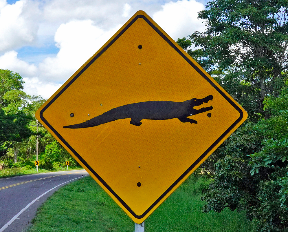 Crocodile Crossing Sign Yellow road sign featuring the silhouette of a crocodile with open jaws, warning of possible crocodile crossings near a tropical roadside