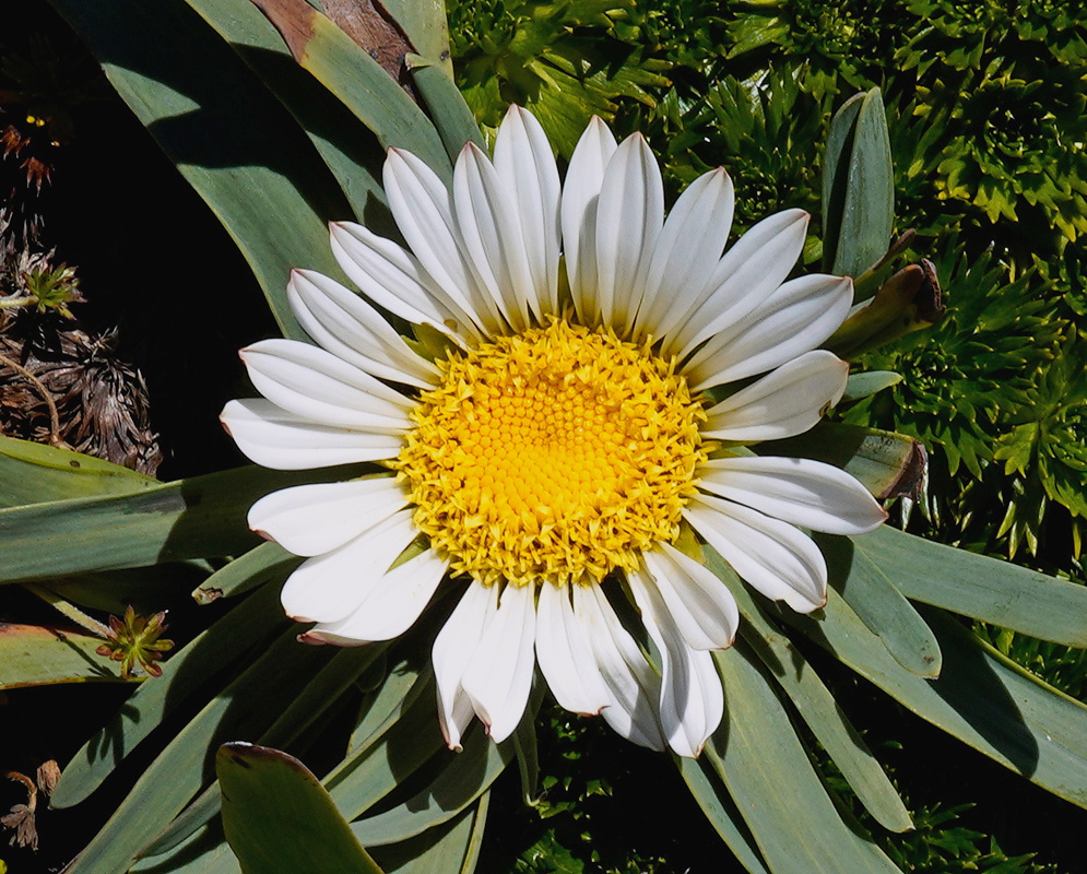 Rockhausenia nubigena large pale daisy flower with a yellow center above a rosette of gray green leaves