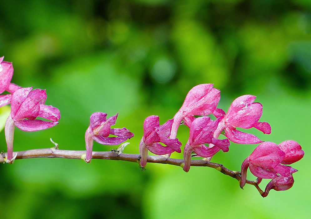 A cluster of pink Rodriguezia lanceolata flowers arranged along a slender stem, set against a blurred green background