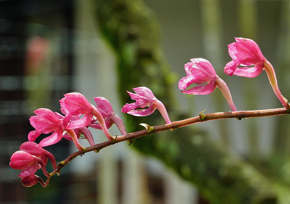 A close-up view of pink Rodriguezia lanceolata flowers lined along a slender stem,