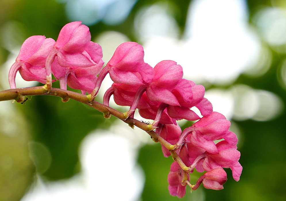 An arch of vibrant pink Rodriguezia lanceolata flowers along a curved stem, highlighted against a softly blurred green and white background