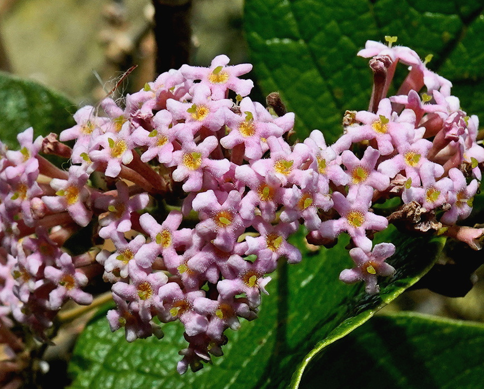 Rogiera amoena dense rounded clusters of small pale pink tubular flowers above deeply veined leaves