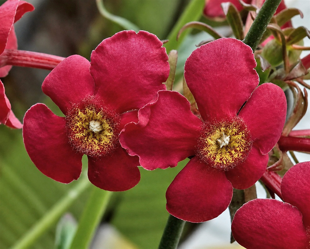 Rovaeanthus strigosus deep red flowers with broad lobes and pale hairy centers