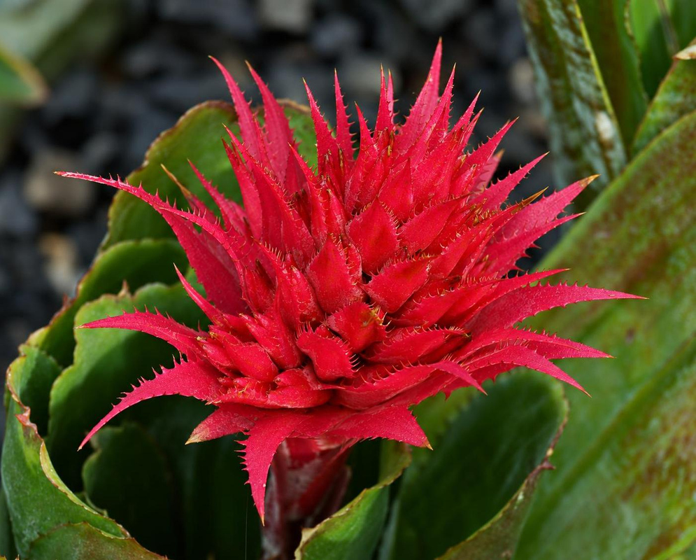 A vivid red Ronnbergia veitchii flowering head carries many narrow pointed bracts above a green leaf rosette