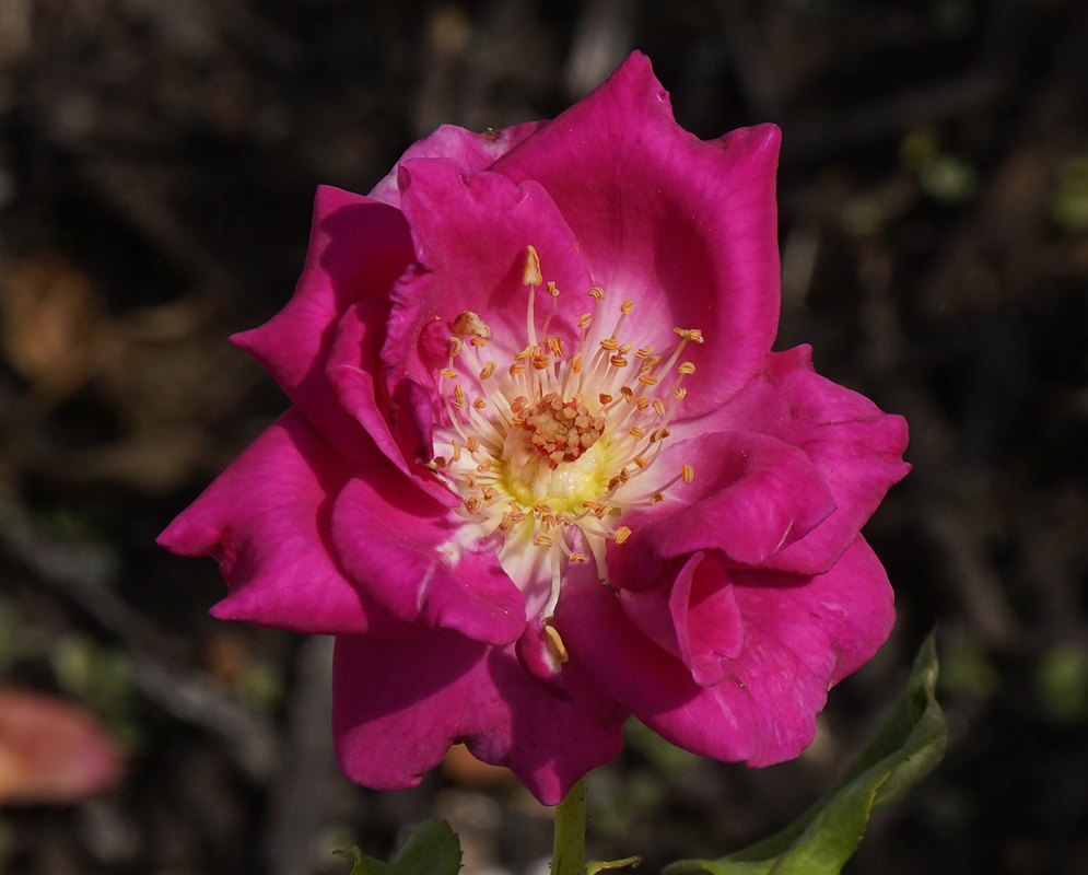 A dark pink-red rose flower with green sepals