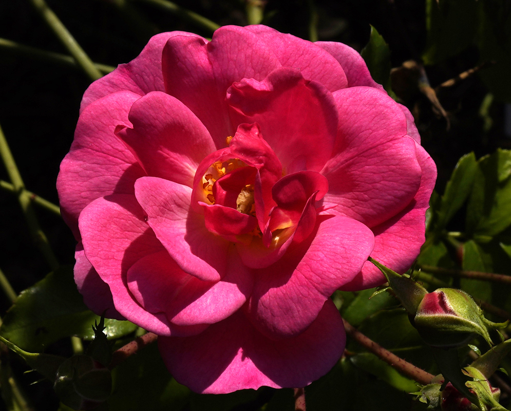 A dark pink rose flower